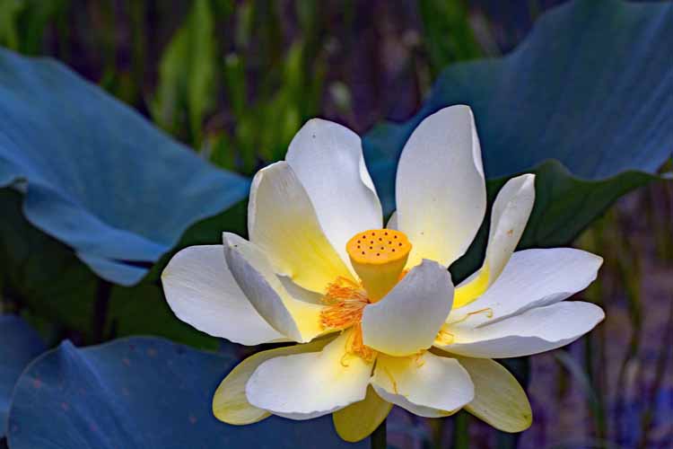 lily pads